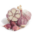 Supply Crop Normal White Fresh Garlic